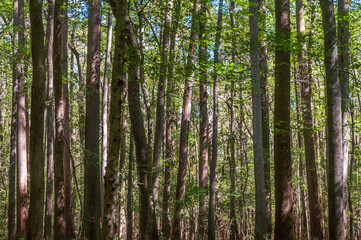 The Forest Floor at Congaree National Park in central South Carolina