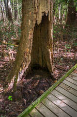 Boardwalk Trail at Congaree National Park in central South Carolina