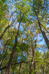 Congaree National Park in central South Carolina