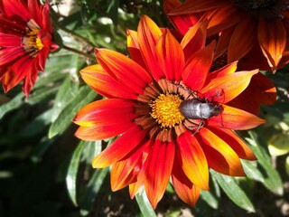 Black bug on a flower