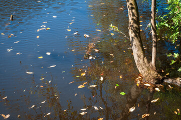 Congaree National Park in central South Carolina