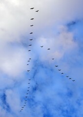 Obraz premium flock of sandhill cranes in flight overhead at their winter habitat of bernardo state wildlife refuge, near socorro, new mexico