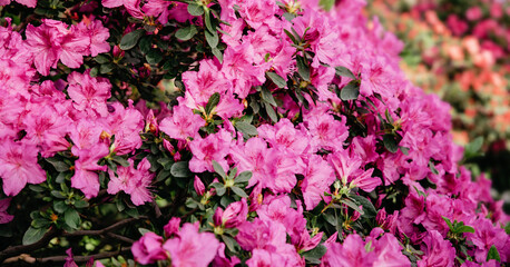 Fototapeta premium Blooming hybrid Azalia Rhododendron hybridum selection in greenhouse. flower background. Soft focus. Macro view