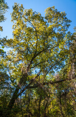 Congaree National Park in central South Carolina