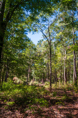 Congaree National Park in central South Carolina