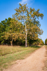 Fototapeta na wymiar Cowpens National Battlefield Park, in South Carolina, Major Battlefield of the American Revolutionary War