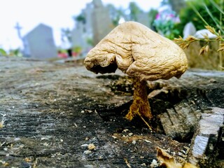 Not all mushrooms are eatable