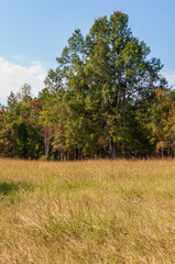 Cowpens National Battlefield Park, in South Carolina, Major Battlefield of the American Revolutionary War