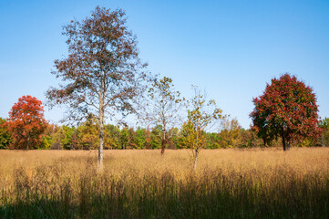 Obraz premium Cowpens National Battlefield Park, in South Carolina, Major Battlefield of the American Revolutionary War