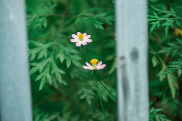like a young girl. Close-up of Sulfur cosmo blooming in field, Full frame shot of Sulfur cosmo in...