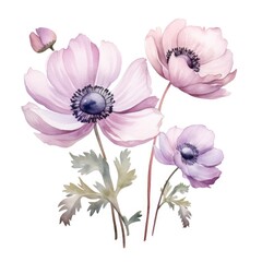 Fototapeta premium Anemone flower watercolor illustration. Floral blooming blossom painting on white background