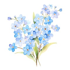 Fototapeta na wymiar Forget-me-not flower watercolor illustration. Floral blooming blossom painting on white background