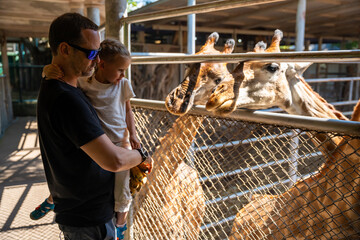 The girl's hand was giving food to the giraffe in the zoo. Father and little daughter feeding animal. Travel concept