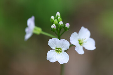 Cuckoo Flower, Cardamine pratensis, also known as Ladies smock, wild flowering plant from Finland
