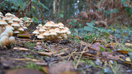 A group of mushrooms in the forest on the forest floor. Moss, pine needles.
