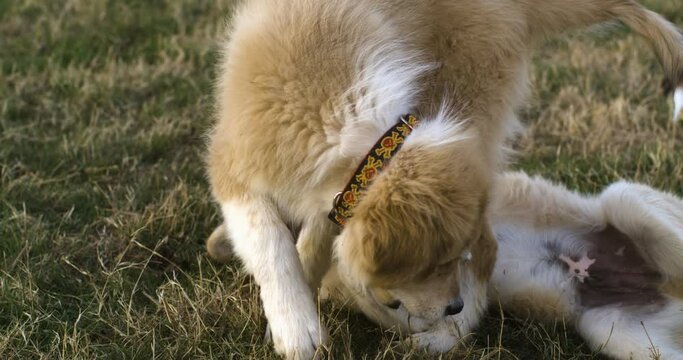 Adorable Anatolian Pyrenees Puppies Playing In The Meadow. closeup, slow motion