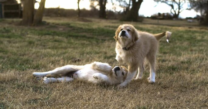 Two Anatolian Pyrenees Puppies Playing On Grass. slow motion shot