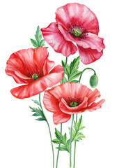Watercolor floral illustration. Flowers red poppies, leaves white background, botanical hand painted watercolor clipart