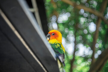 Close-up of hand with parrot,Close-up of parrot against fence at zoo,Pilpintuwasi Butterfly Farm & Amazon Animal Orphanage. Low angle view of birds perching on tree,Close-up of rainbow lorikeet 
