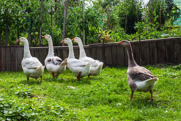 Fototapeta premium Group of geese and ducks quacking in the small pond on summer sunny day. Hunting and farming birds.