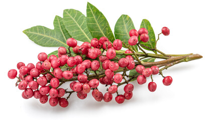 Fresh pink peppercorns on branch with green leaves isolated on white background.