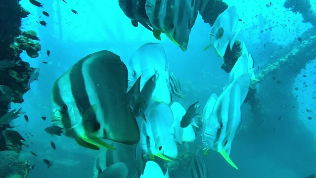 Several static batfish in front of a wreck look at the camera in close-up, capturing their curious gaze amidst underwater ruins.