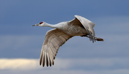 closeup of a single sandhill crane in flight over its winter habitat in bernardo state wildlife refuge, near socorro, new mexico