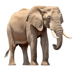 portrait of adult elephant looking forward isolated on transparent background, generative ai