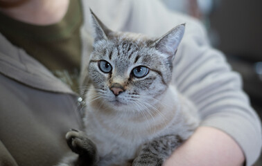 可愛い猫を抱きしめる　シャムトラ