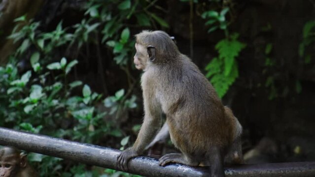 Macaca sinica toque. Young wild monkeys in rainforest in Sri Lanka