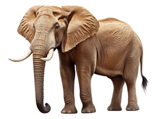 portrait of adult elephant looking forward isolated on transparent background, generative ai