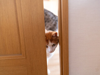 ドアの隙間から覗き込む猫　茶トラ白