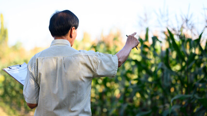 Back view of senior farmer standing in corn field examining crop at sunset. Agribusiness concept