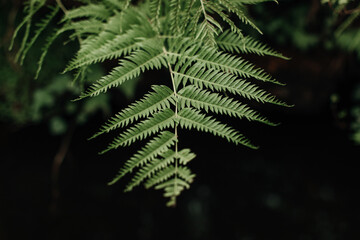 Fototapeta na wymiar Jungle tropical fern leaf. Exotic background for spa and environmental conservation