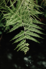 Jungle tropical fern leaf. Exotic background for spa and environmental conservation