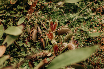 Wild and dangerous plants growing in nature. Natural exotic tropical background