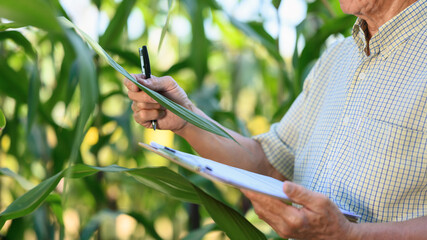 Cropped shot senior farmer holding clipboard and examining leaves of corn crops in field