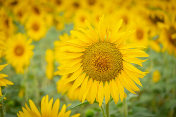 field of sunflowers, Helianthus annuus, Santa María de Huerta, Soria, autonomous community of...