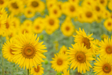 field of sunflowers, Helianthus annuus, Santa María de Huerta, Soria, autonomous community of Castilla y León, Spain, Europe