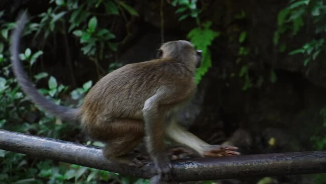 Macaca sinica toque. Wild monkeys in jungle in Sri Lanka