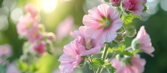 Wild mallow flourishes during summer.