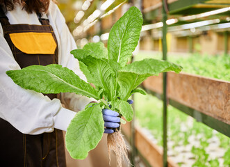 Close up of woman in sterile garden gloves holding pot with green leafy plant. Female gardener...