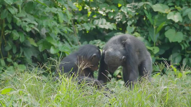 A group of bonobos eating fruit in a dense savannah forest drc congo.