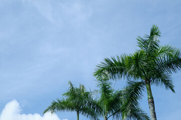 tall palm tree trunks against a bright blue sky background