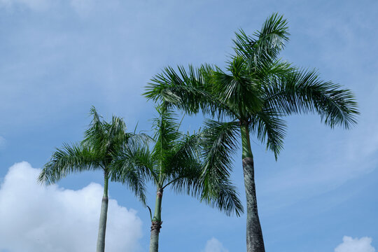 tall palm tree trunks against a bright blue sky background