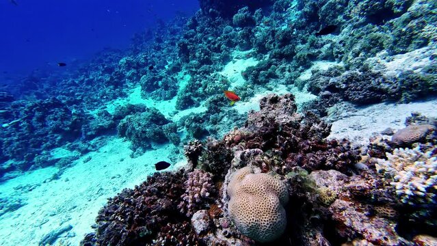 Underwater swim following a gorgeous gold fish, sunlight revealing colorful coral reef.