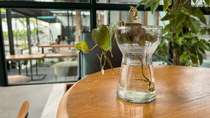 glass filled with water and green plants, as room decoration.