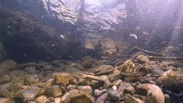 Shoal Of Minnow Fish Underwater. Common Minnow (Phoxinus Phoxinus) In Fresh Water Stream.