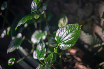 Naklejka premium The dense foliage makes the mystery in the wild forests. The green leaves have dew drops on their stems, the sunlight sparkles behind the leaves