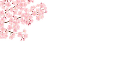 満開の桜が左上にある横長フレームのイラスト